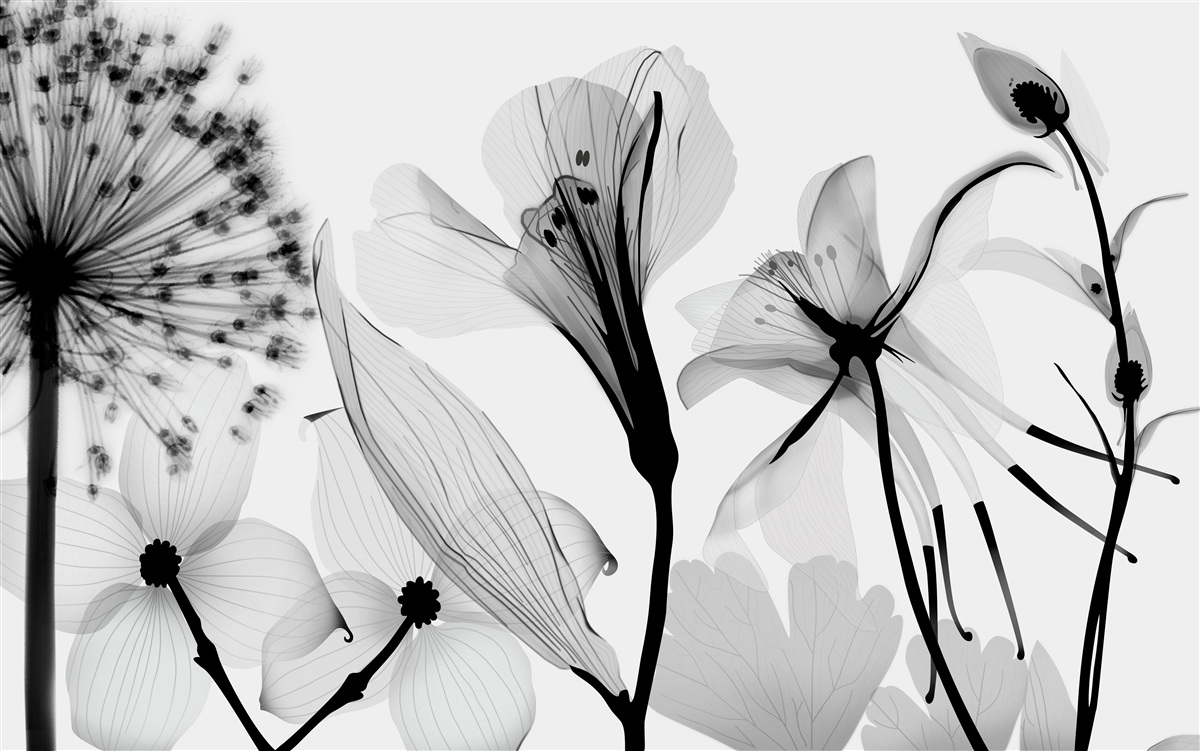 Fototapeta biele púpavy na svetlom pozadí