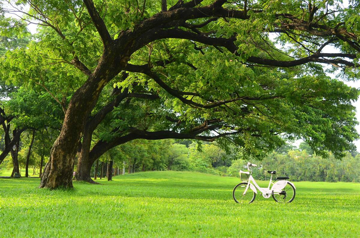 Fototapeta lúka so zelenou trávou a starými stromami