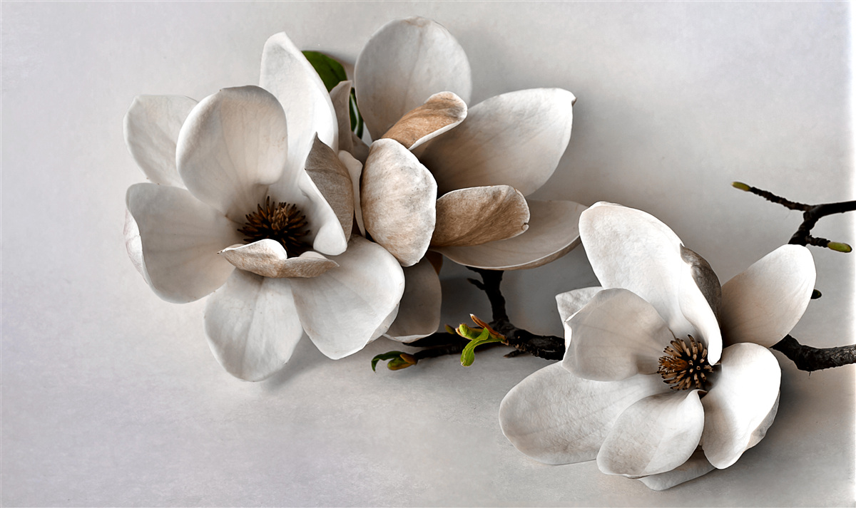 Fototapeta Vetvy majú biele kvety a sú na sivom základe