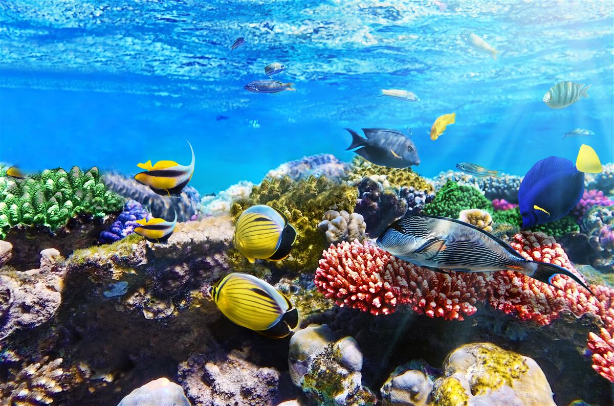 Fototapeta nádherný svet rýb pod vodou