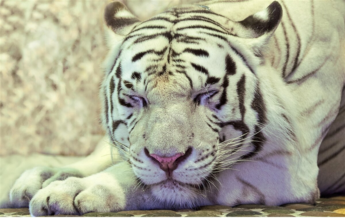 Fototapeta biely tiger v stave snov