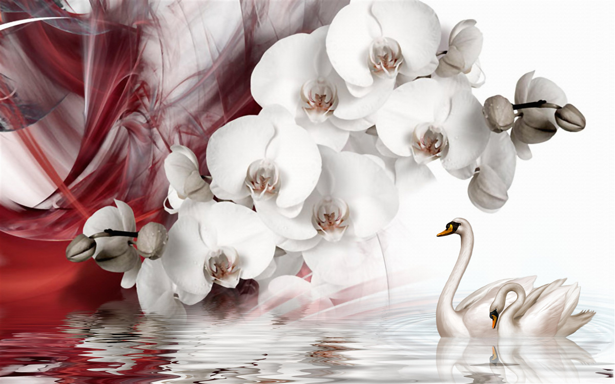 Fototapeta orchidey majú biele puky a chobotnice