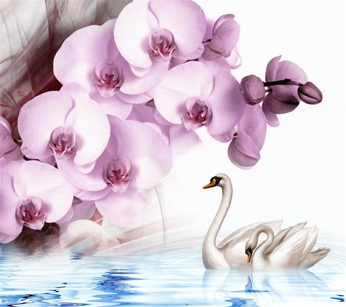 Fototapeta labute na vodnej hladine a jemný kvet orgovánovej orchidey