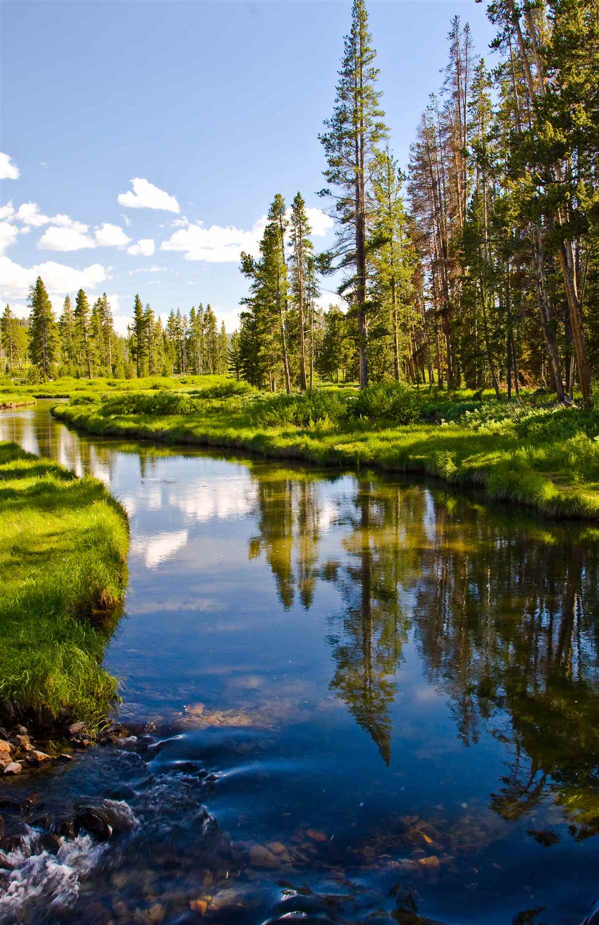 Fototapeta lesný potok medzi ihličnanmi v lete