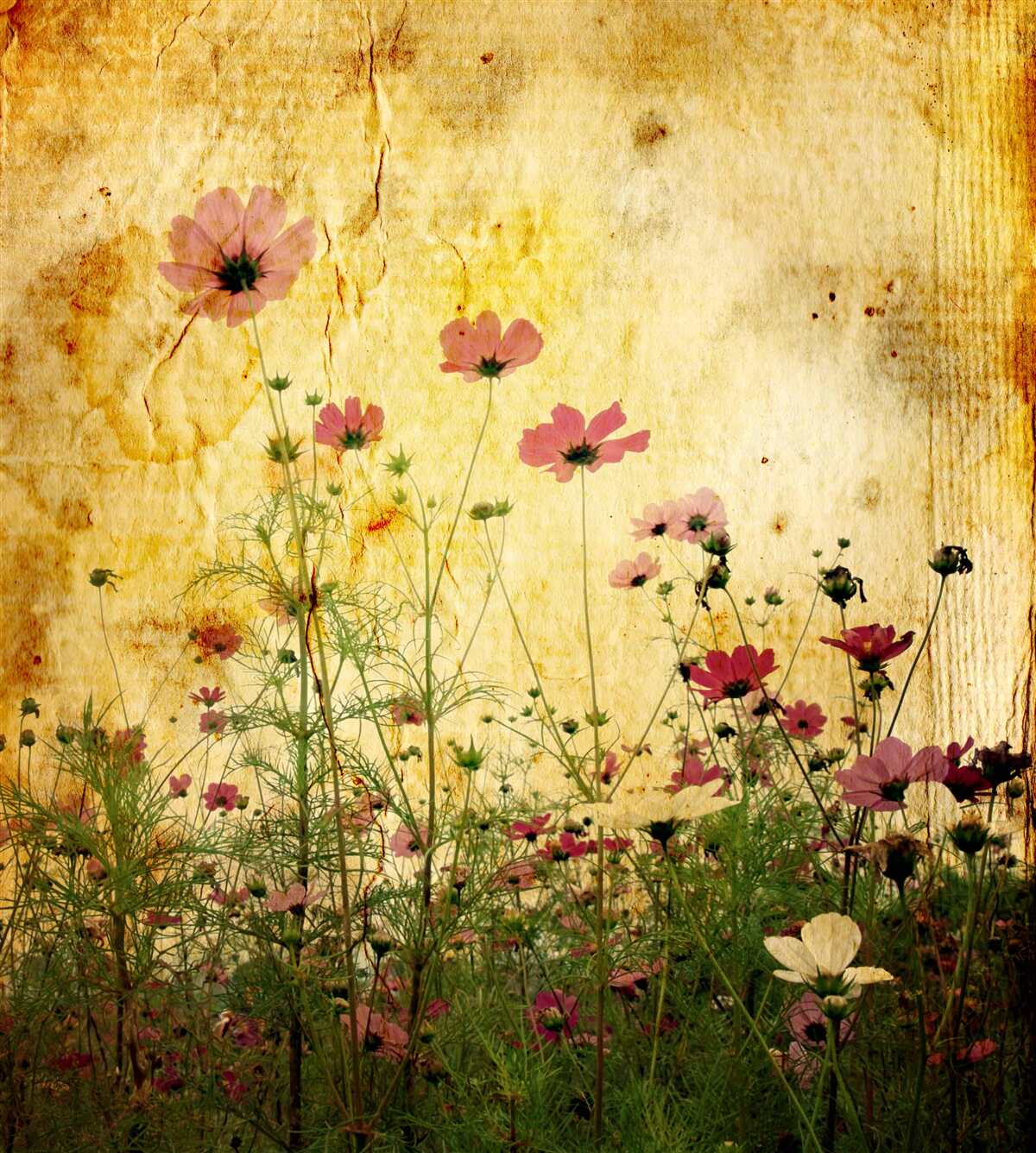 Fototapeta lúka posieta maková