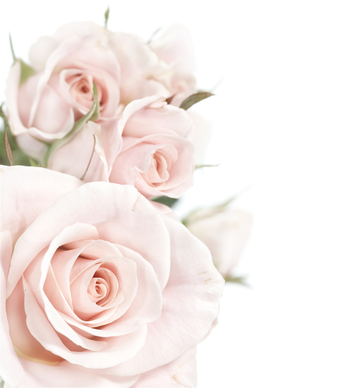 Fototapeta kytica jemných ruží vo svetlých odtieňoch