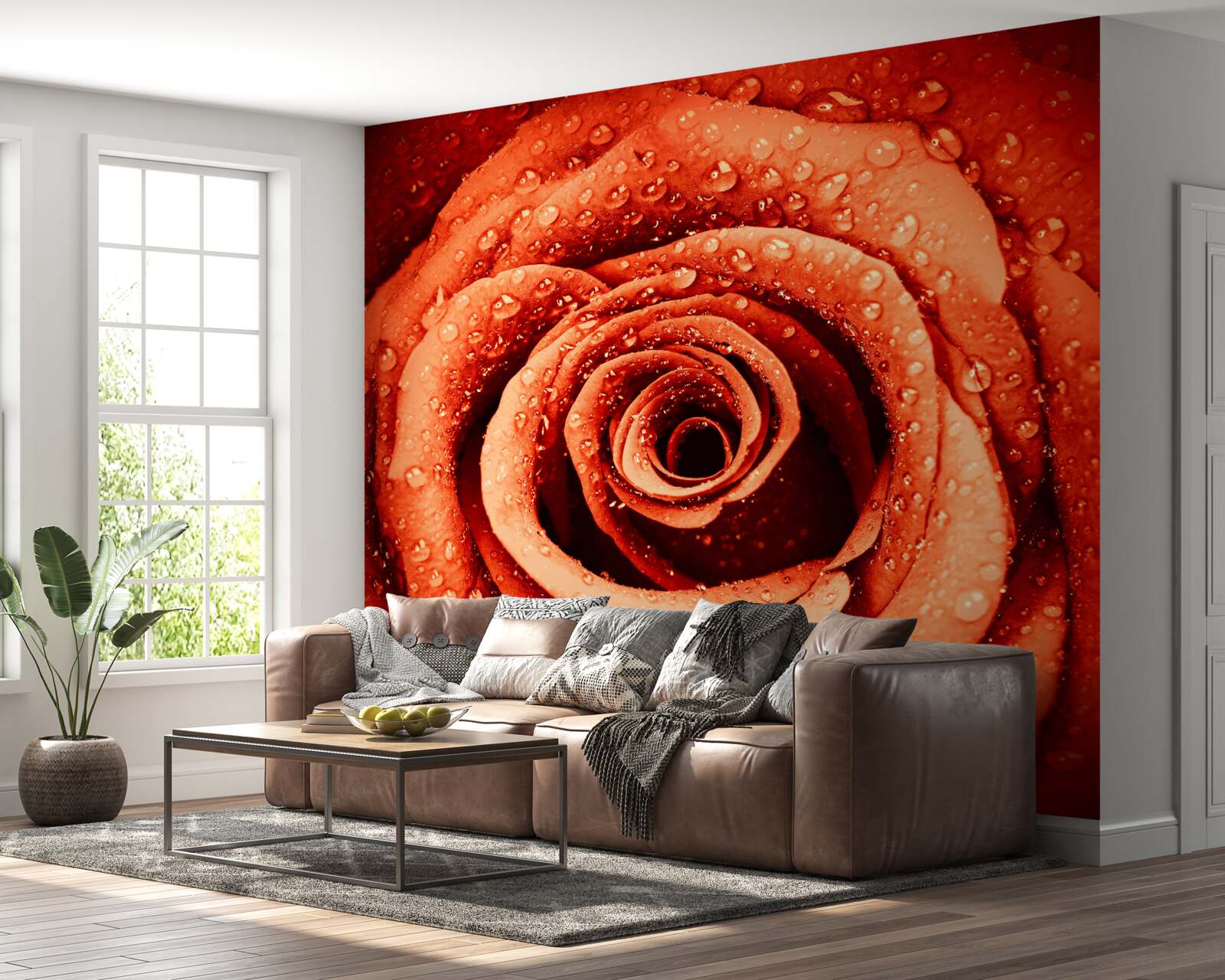 Fototapeta kvapky rosy na šarlátovom lupene ruže