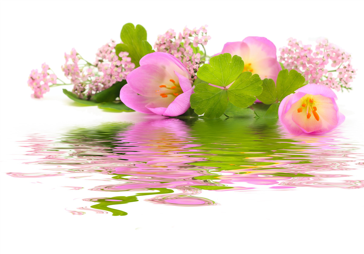 Fototapeta pôvabná kompozícia ružových kvetov na vodnej hladine