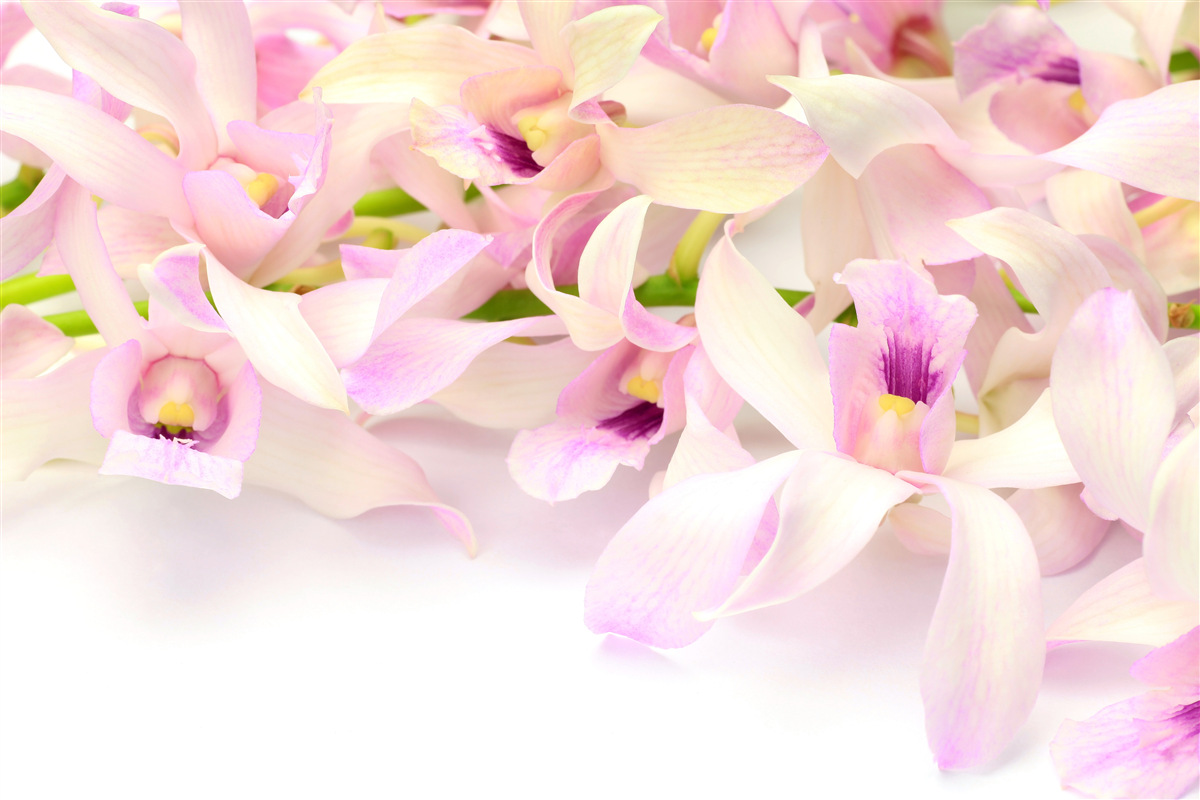 Fototapeta jemné ružové puky kvetov