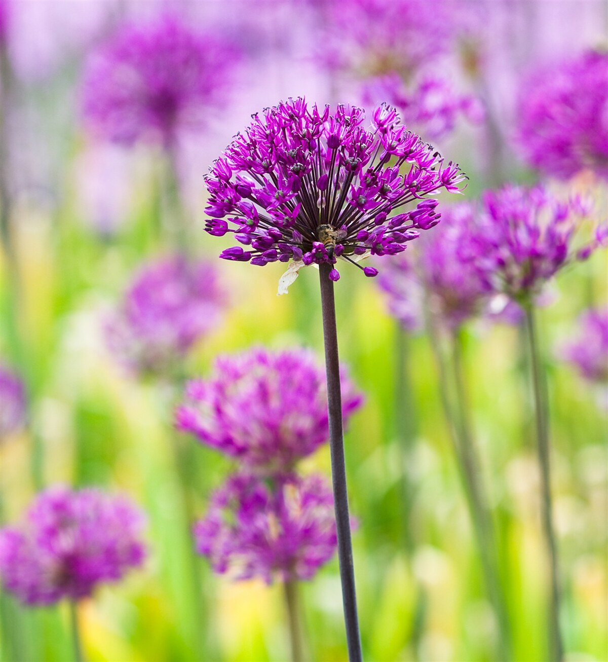 Fototapeta jemné fialové kvety rastúce na medzerách
