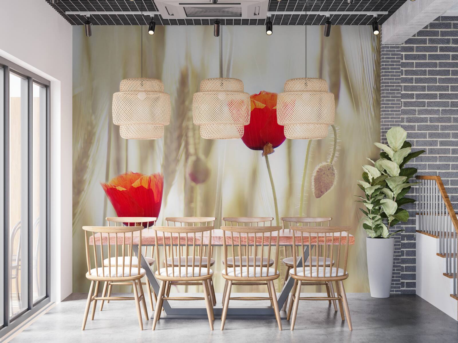 Fototapeta na pšeničnom poli rastú šarlátové maky