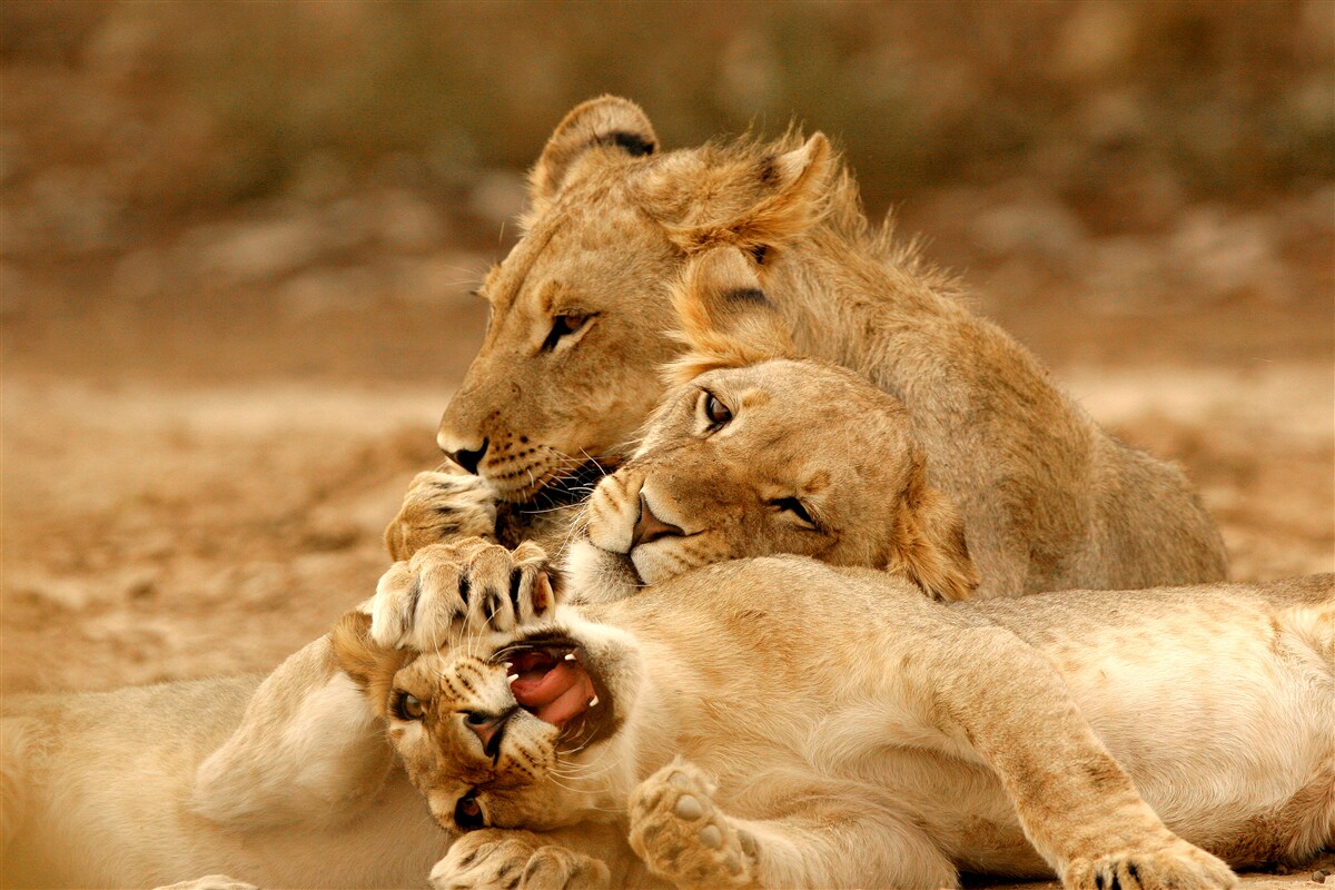 Fototapeta na piesočnatej hladine sa usadila rodinka levov