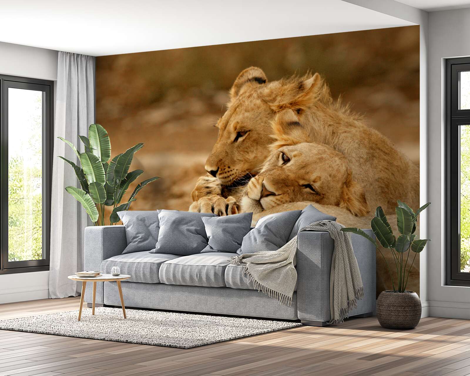 Fototapeta na piesočnatej hladine sa usadila rodinka levov