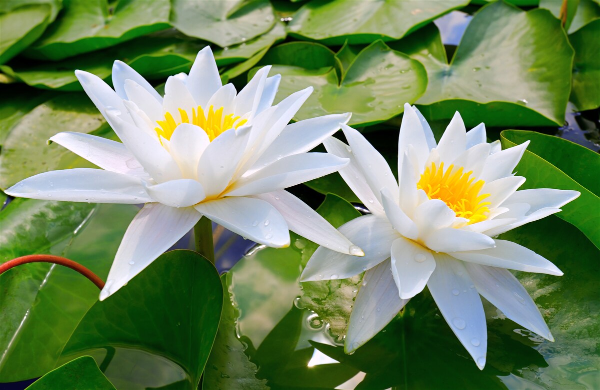 Fototapeta svetlo biela so zelenými listami