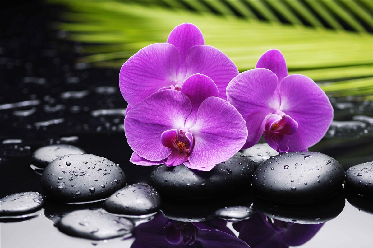 Fototapeta fialová orchidea na čiernom kameni pri vode