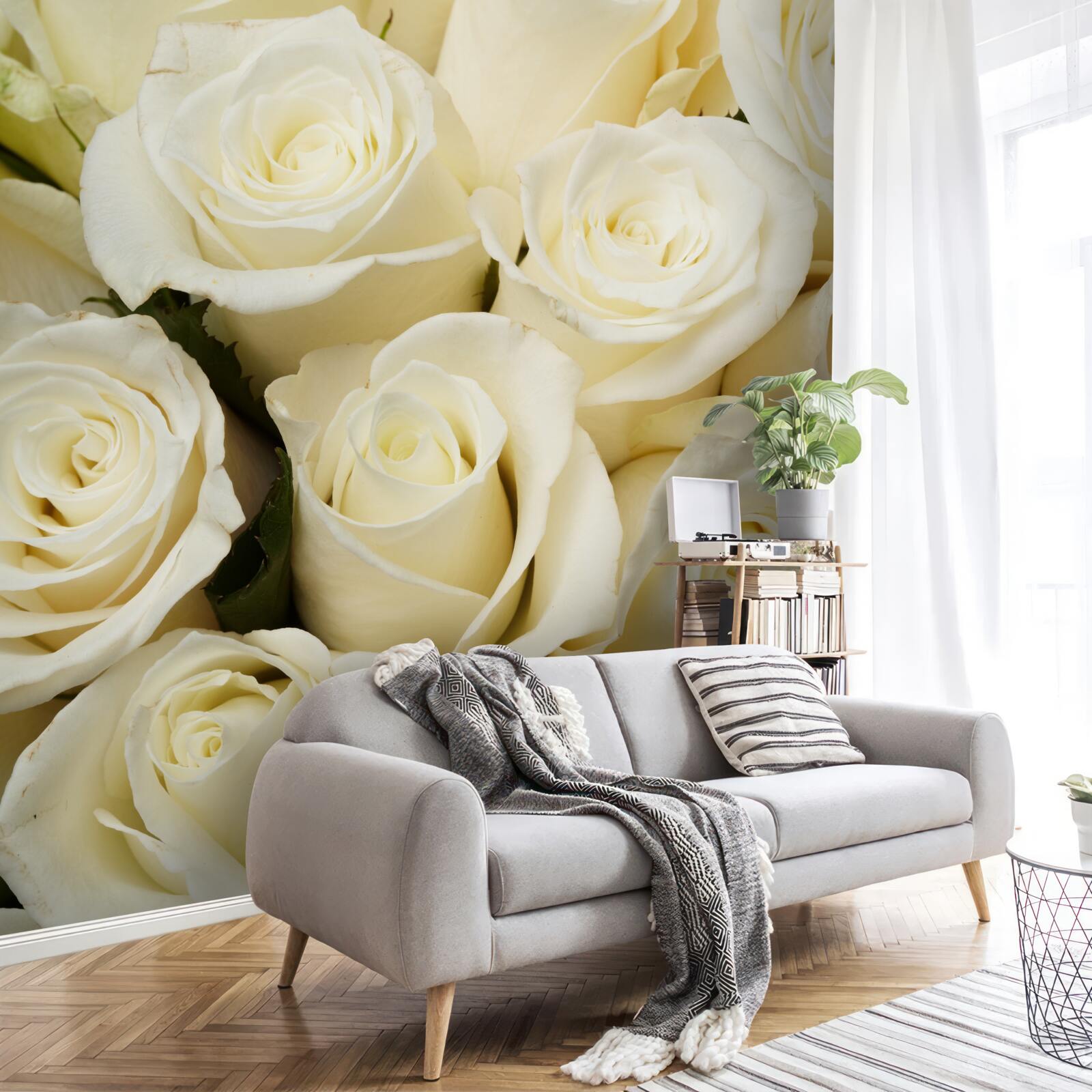 Fototapeta jemné a rafinované snehobiele púčiky ruží