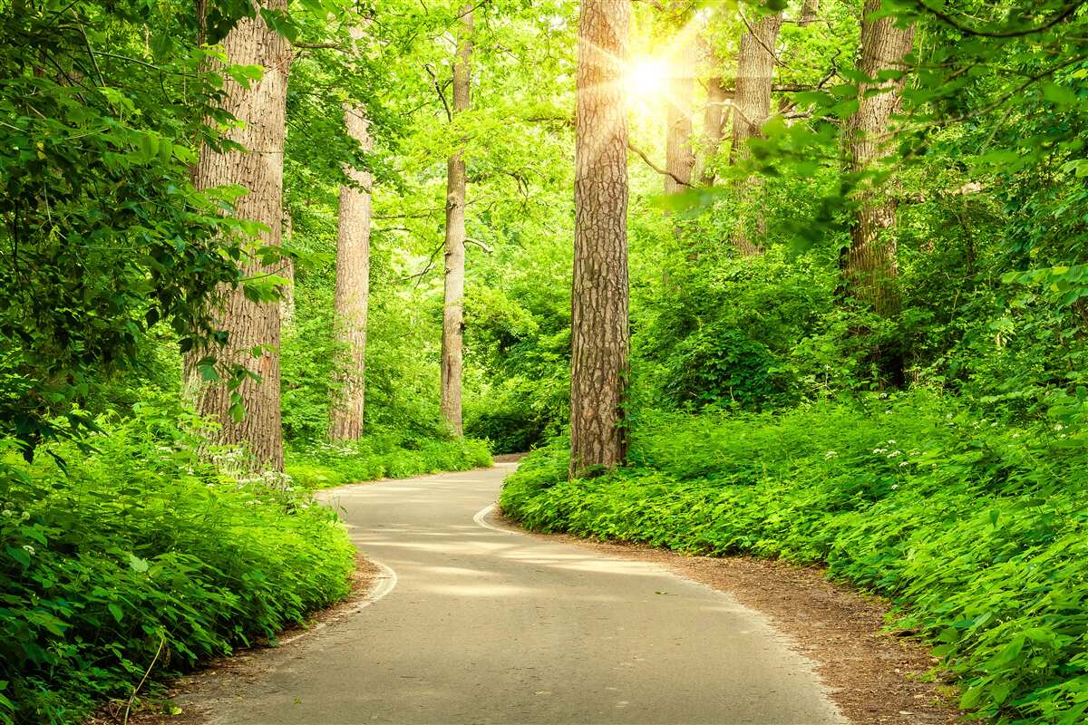 Fototapeta svetlý dizajn s rozmazanými lesmi