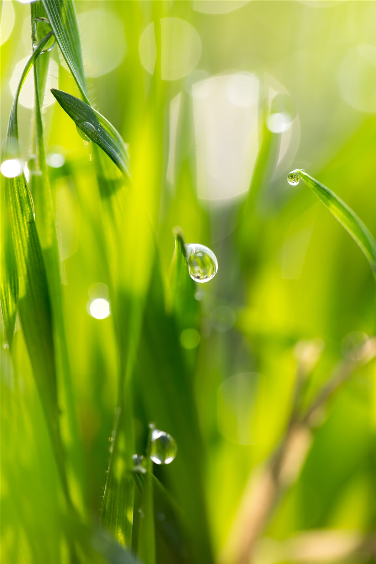 Fototapeta ranná rosa padla na trávu
