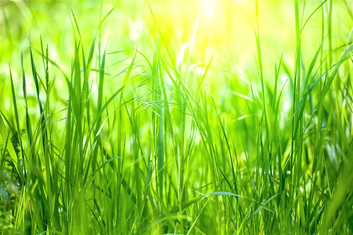 Fototapeta ranná rosa padla na svetlo slnečného svetla