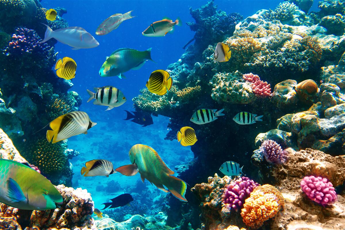 Fototapeta šikovných obyvateľov mora