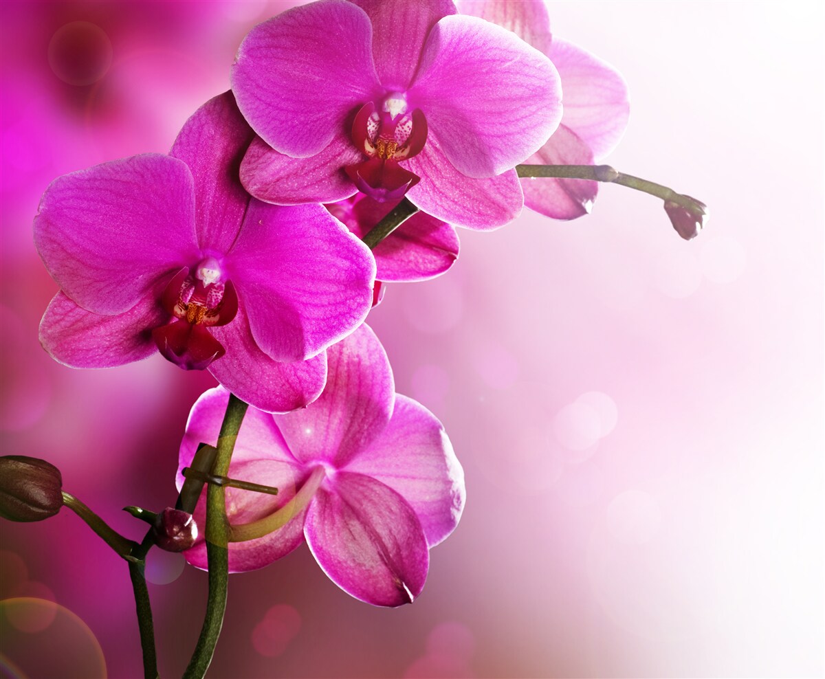 Fototapeta pôvabná vetva orgovánovej orchidey na soli