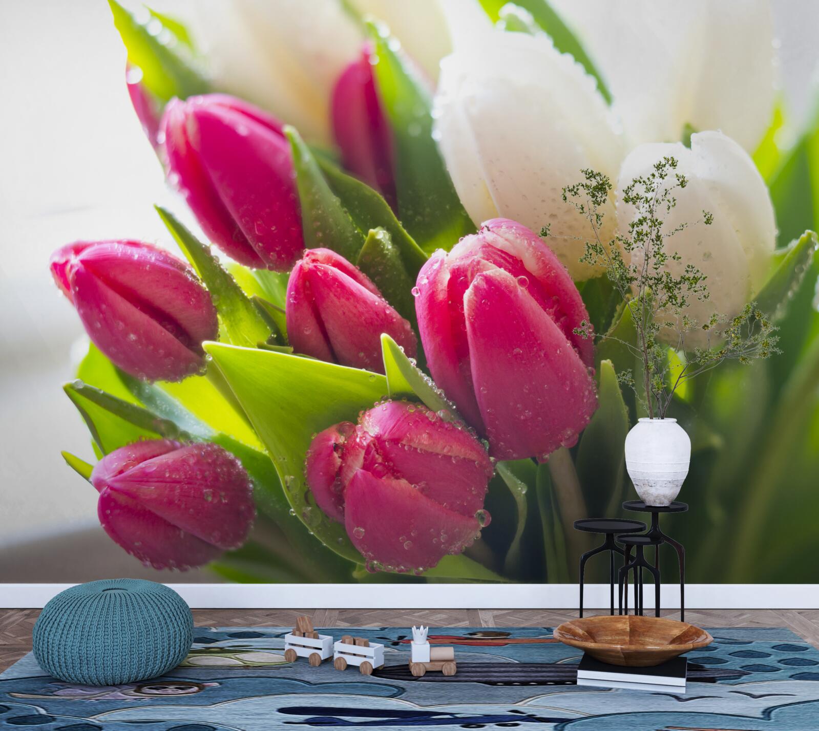 Fototapeta zloženie bielych a červených tulipánov pokrytých ružou