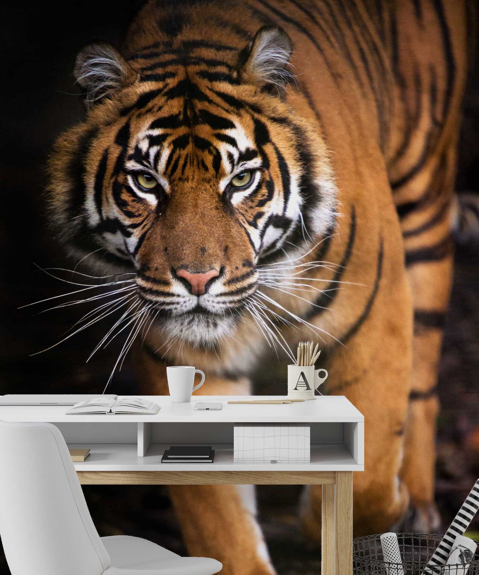 Fototapeta poriadny tiger na špičkách