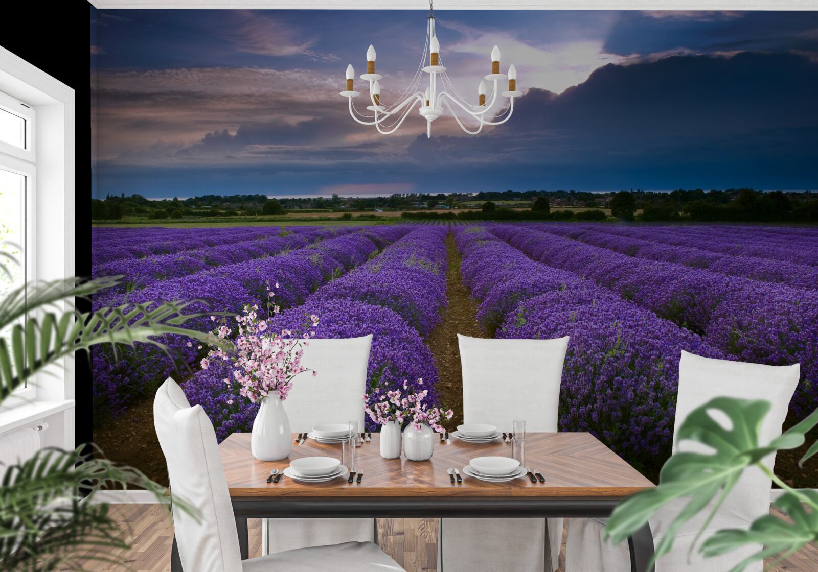 Fototapeta na poli rastú voňavé kríky levandule