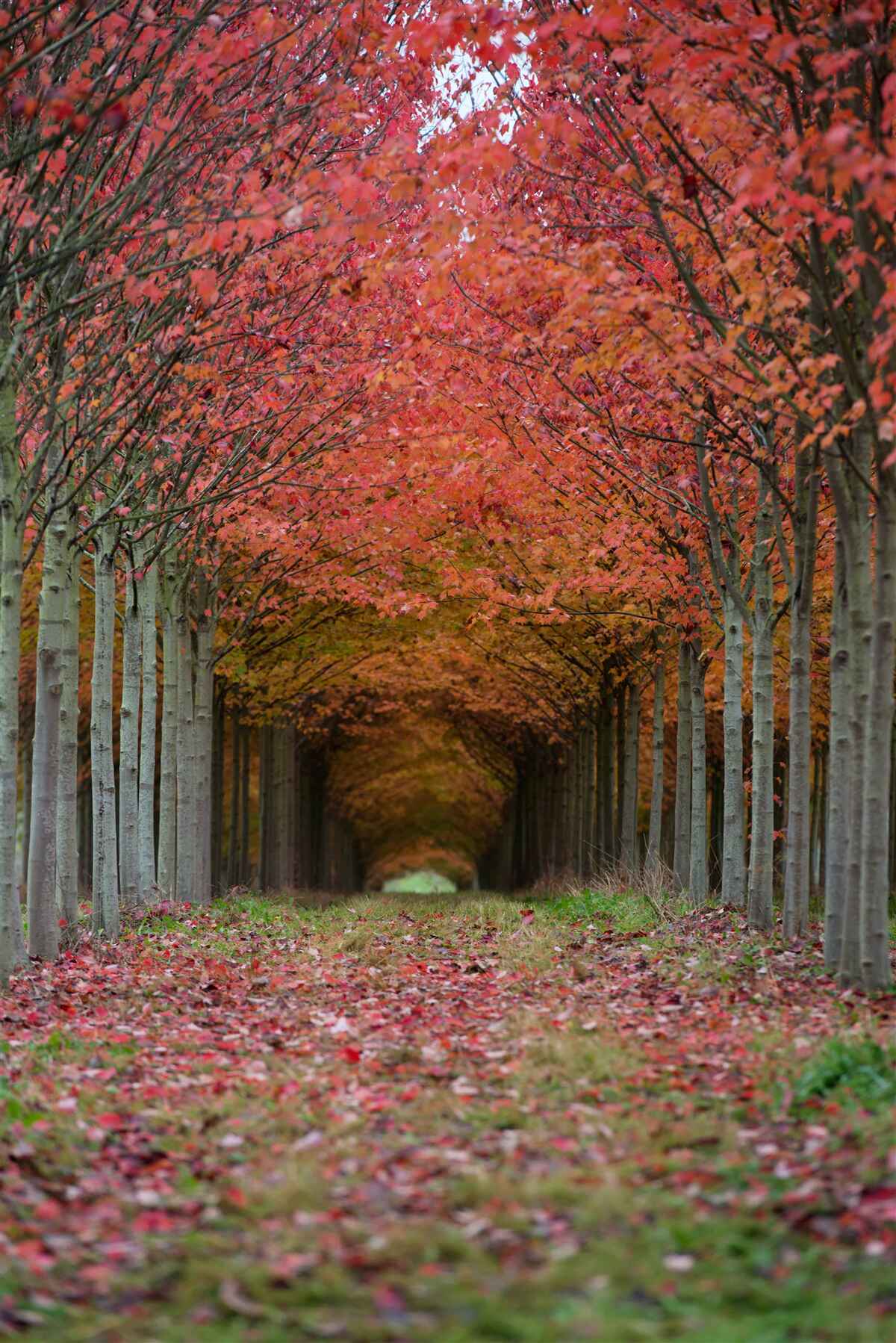 Fototapeta oblúk čerešní