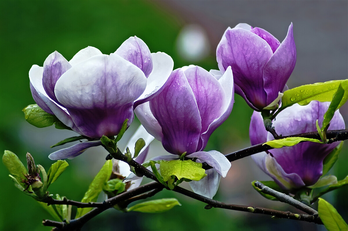Fototapeta pôvabné kvety na smaragdových stonkách