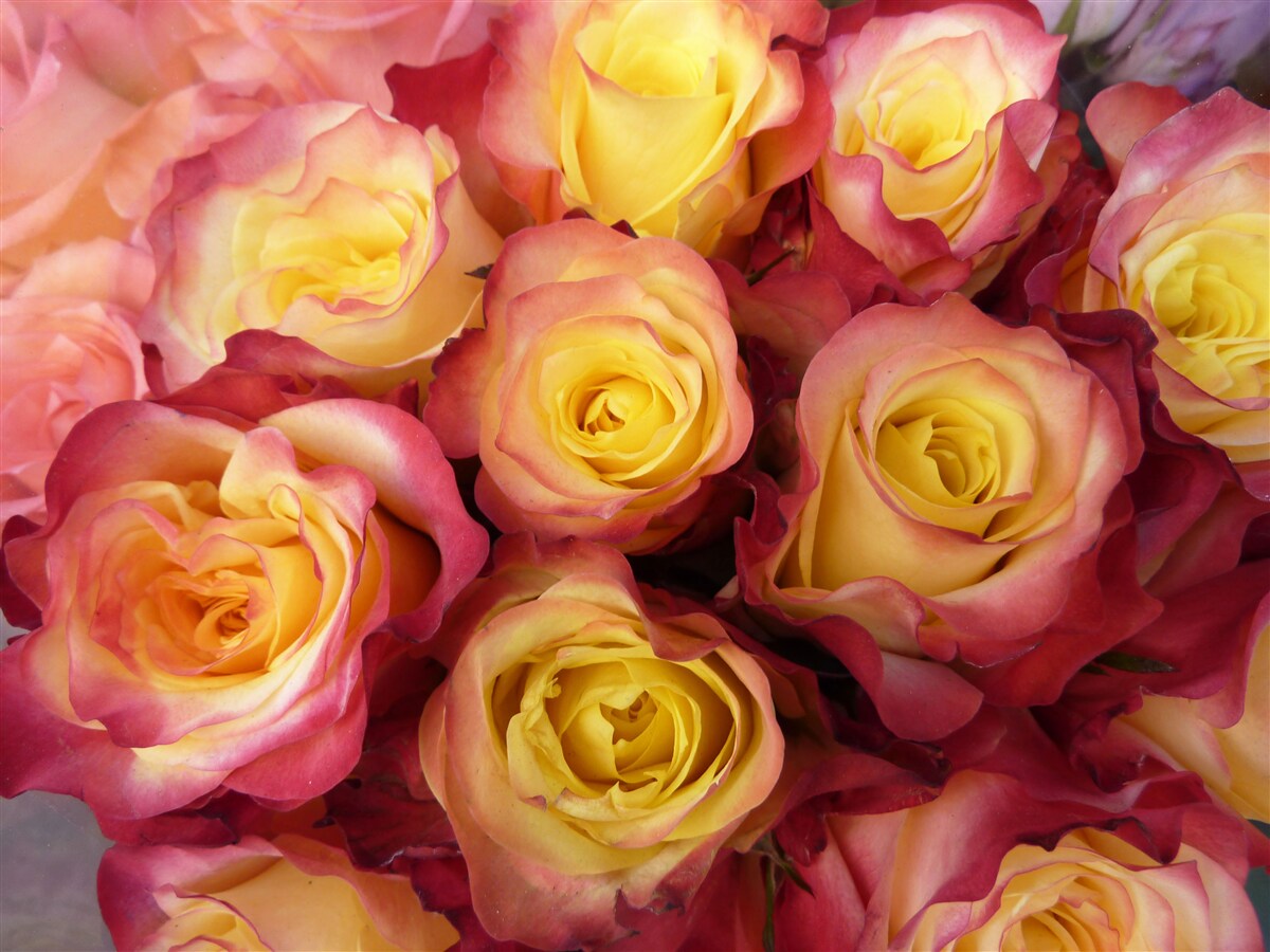 Fototapeta ružové tulipány so žltým stredom