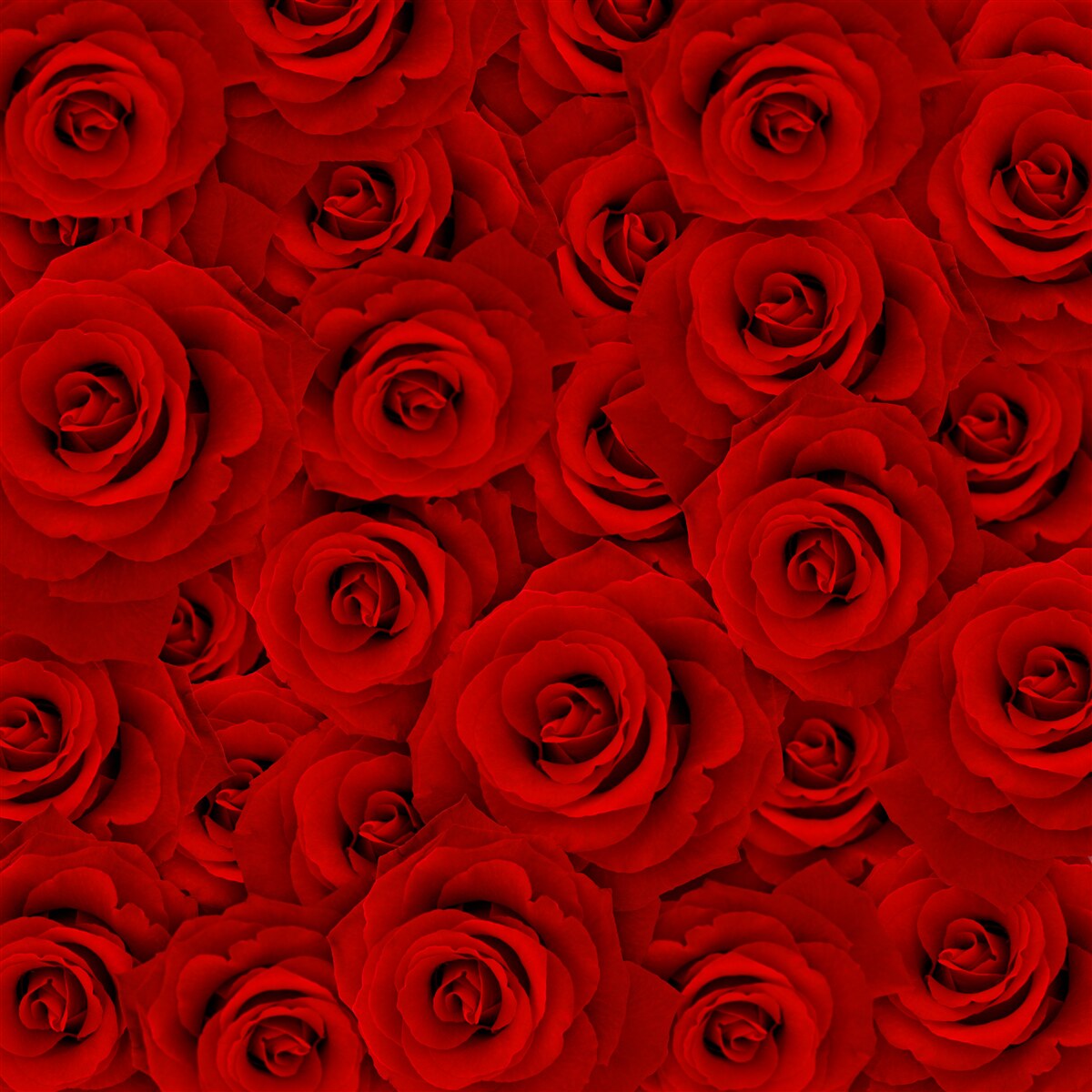 Fototapeta veľa červených ruží