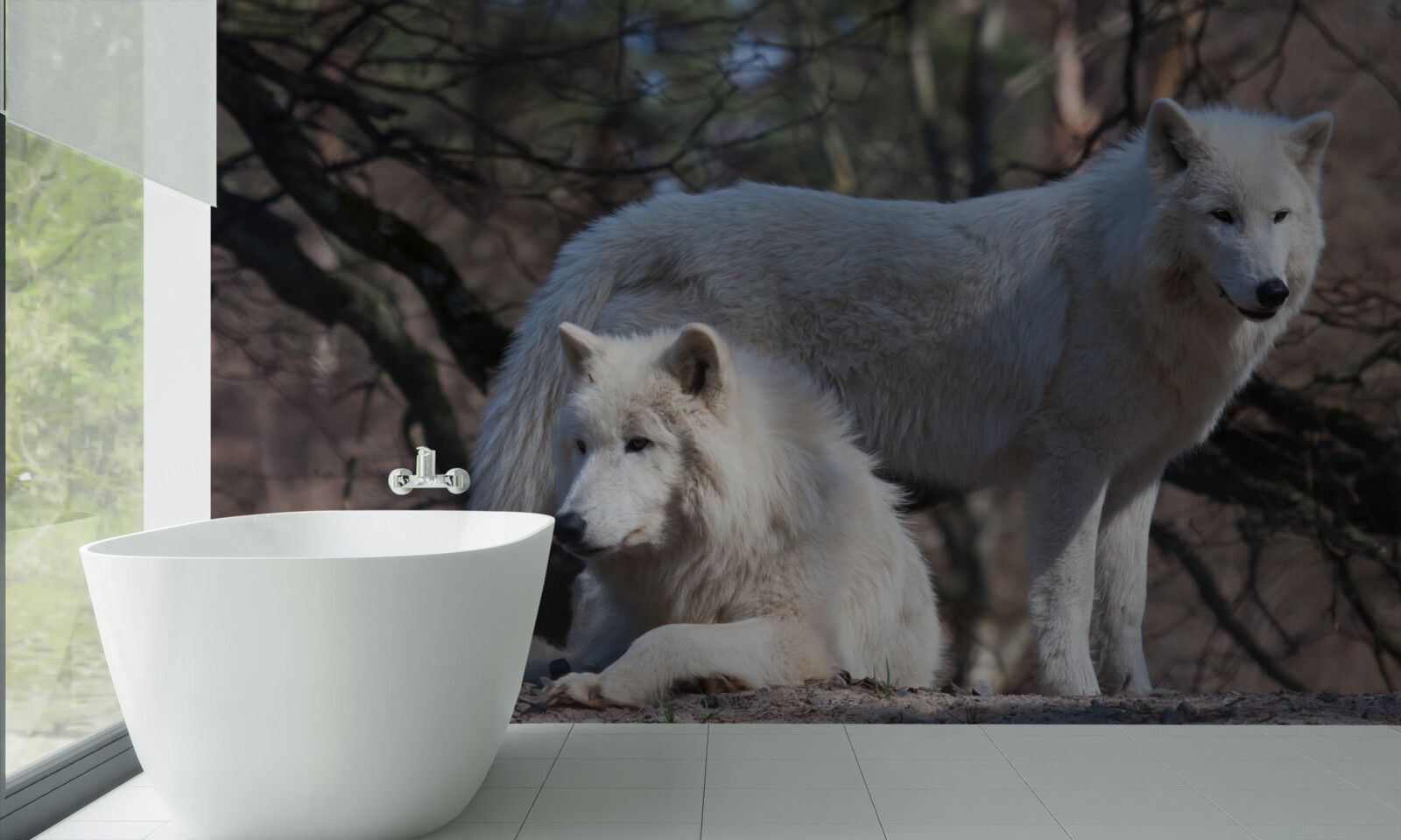 Fototapeta vlci sa zbeleli v lese pokrytý opadaným lístím