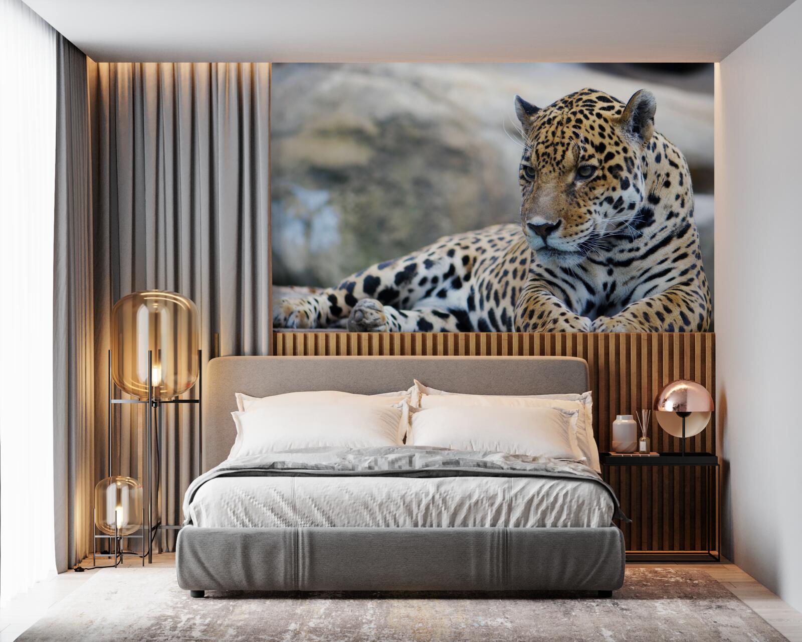 Fototapeta leopard relaxuje na drevených podlahách