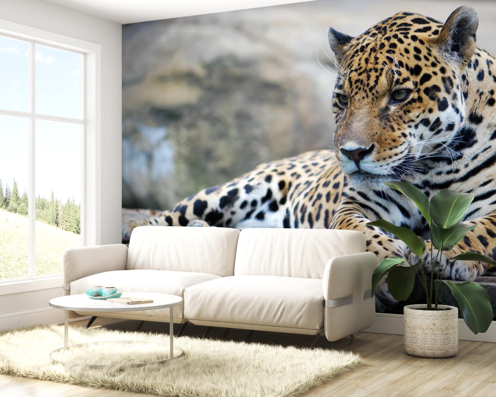 Fototapeta leopard relaxuje na drevených podlahách