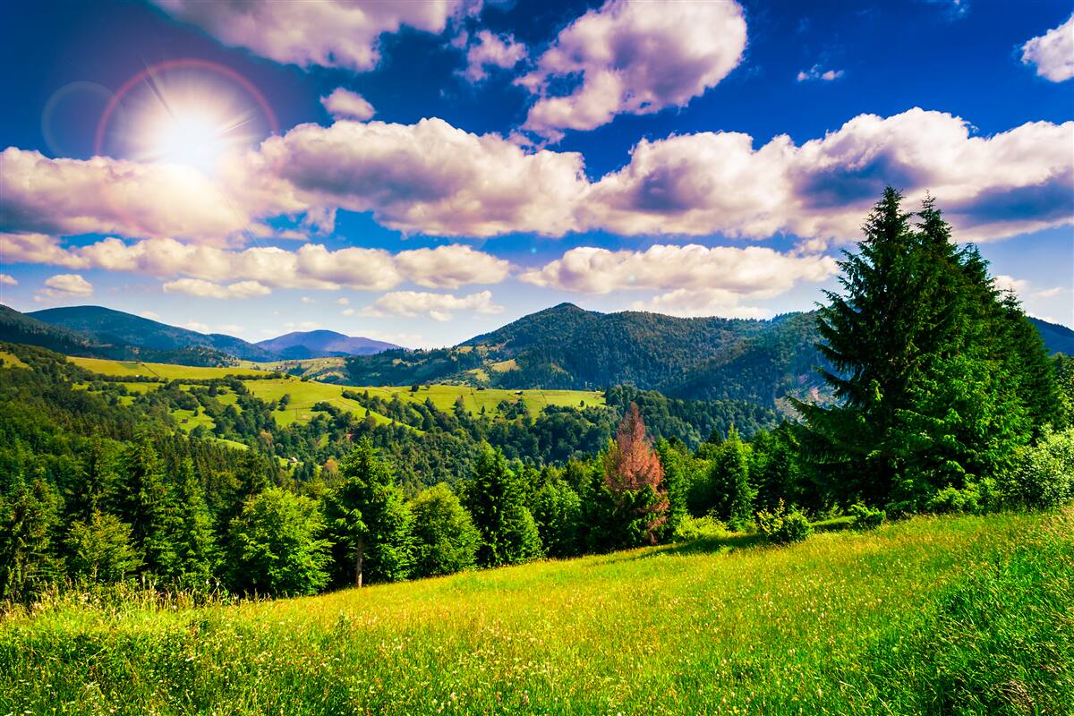 Fototapeta zelené vrcholky lúky základného dňa