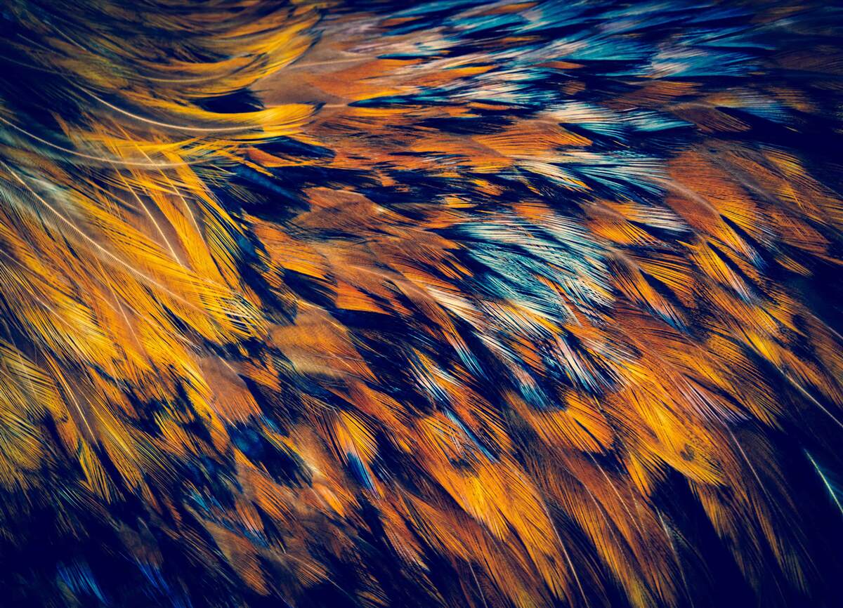 Fototapeta zlaté pšeničné steblá v lúčoch kolabujúca soľ