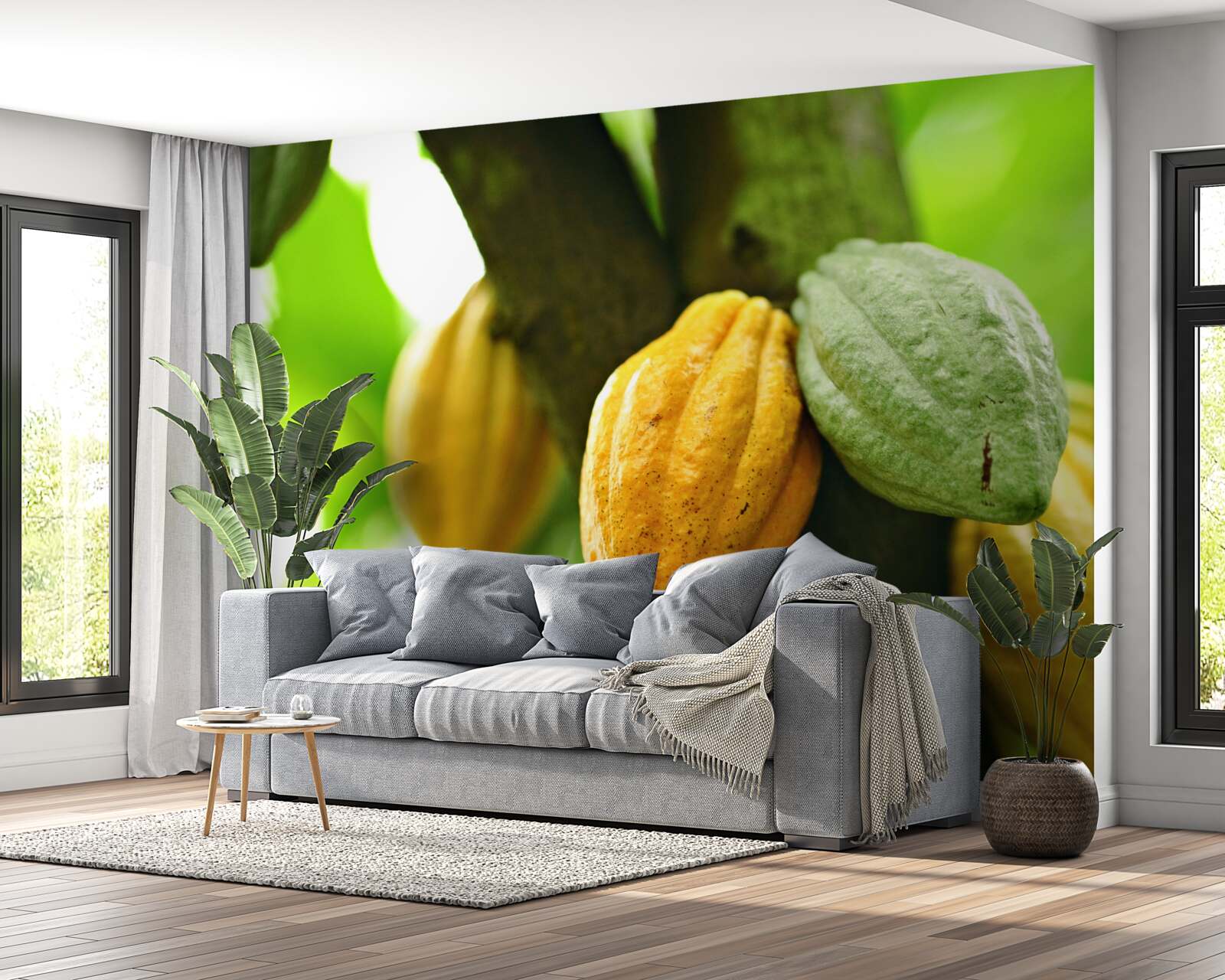 Fototapeta zrelé kakaové bôby na strmej strane