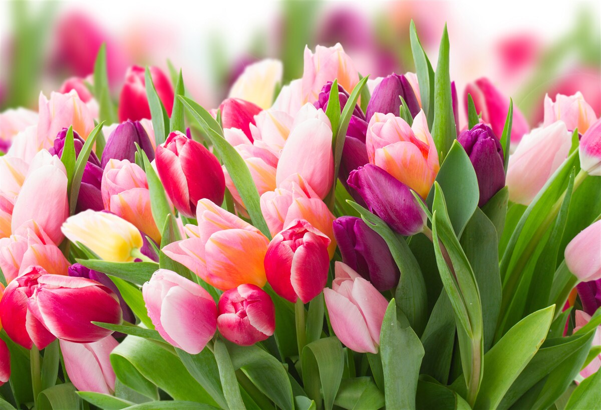 Fototapeta čerstvé jarné tulipány so zelenými listami