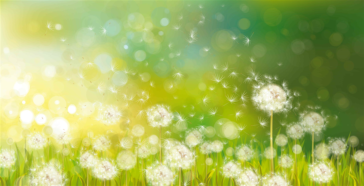 Fototapeta letné týčiace sa púpavy