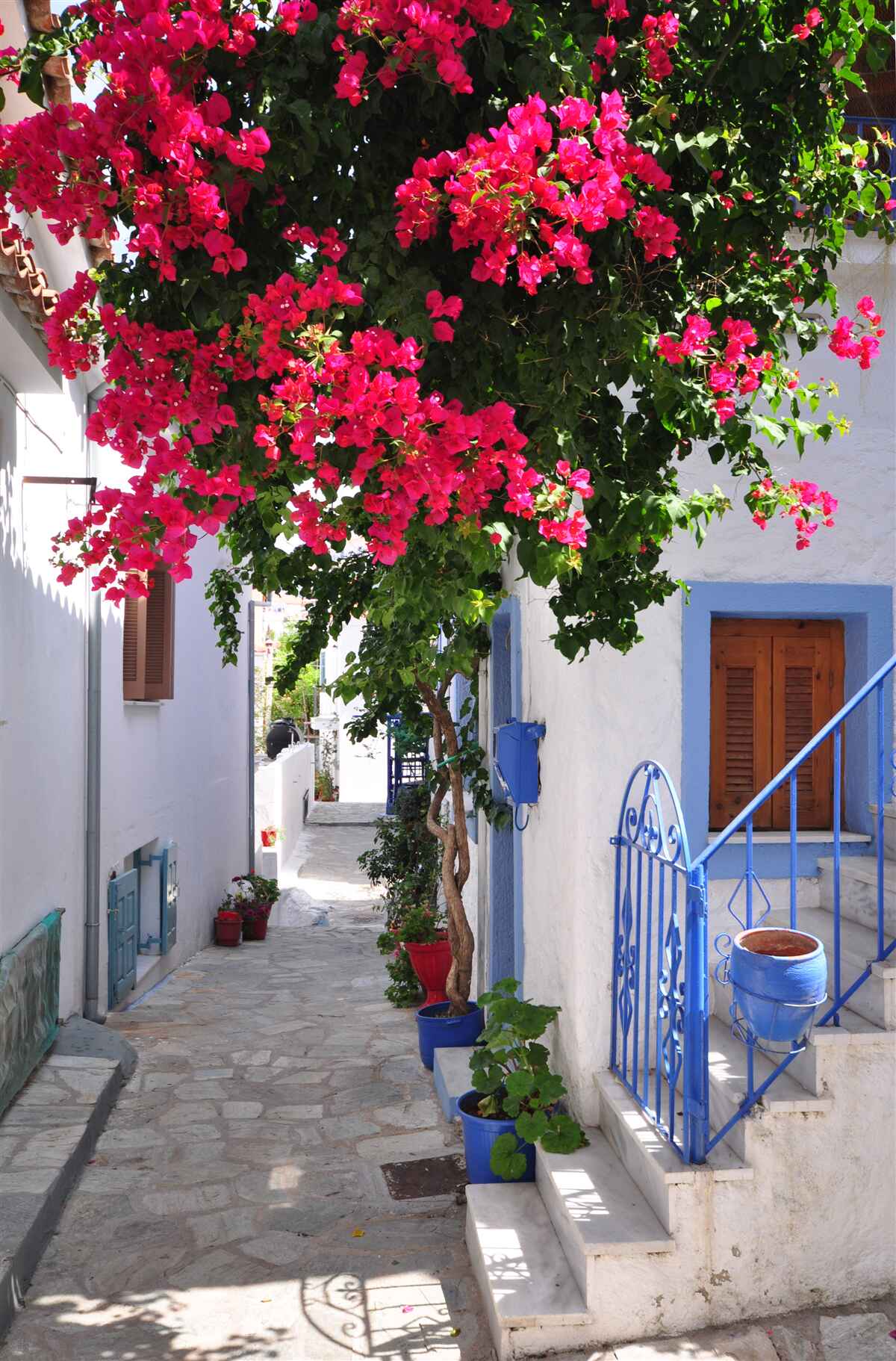 Fototapeta V Grécku pri bielych domoch rastú červené kvety