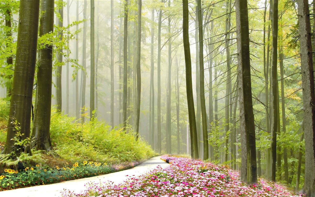 Fototapeta malý hmly v pôvabnom lese