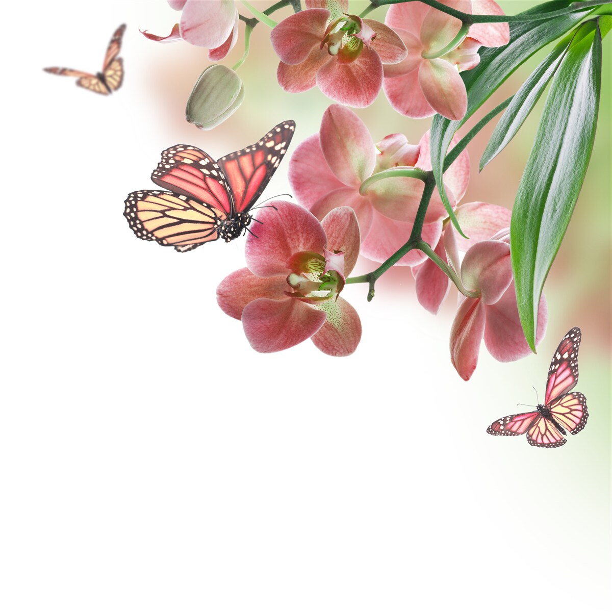 Fototapeta motýle poletujú nad rozkvitnutými kvetmi