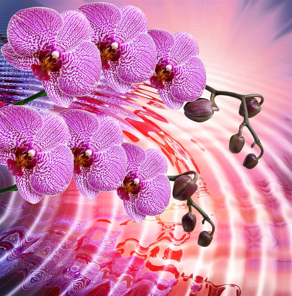 Fototapeta odraz leopardej orchidey s orgovánovými vetvami