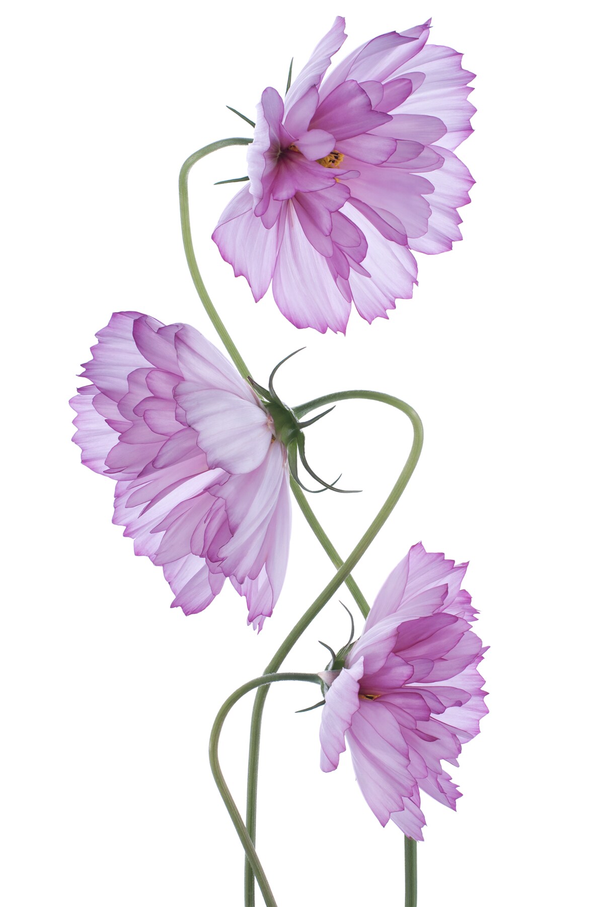 Fototapeta stočené púčiky orgovánu