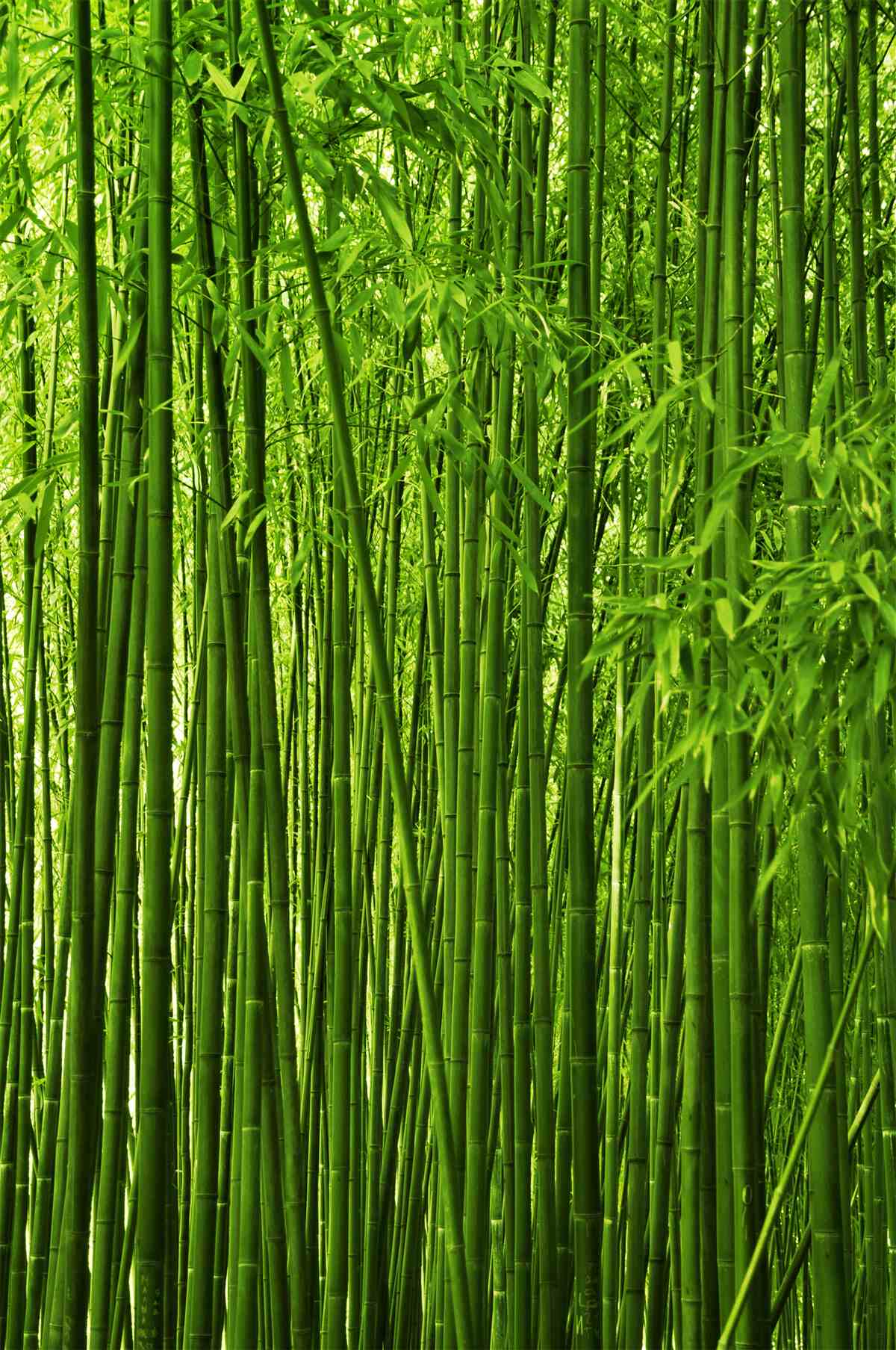 Fototapeta hustá tvorba tenkých bambusových búdok