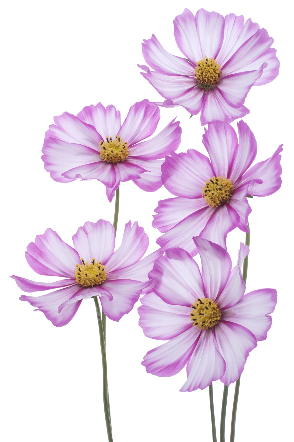 Fototapeta pôvabné orgovánové kvety na lúke