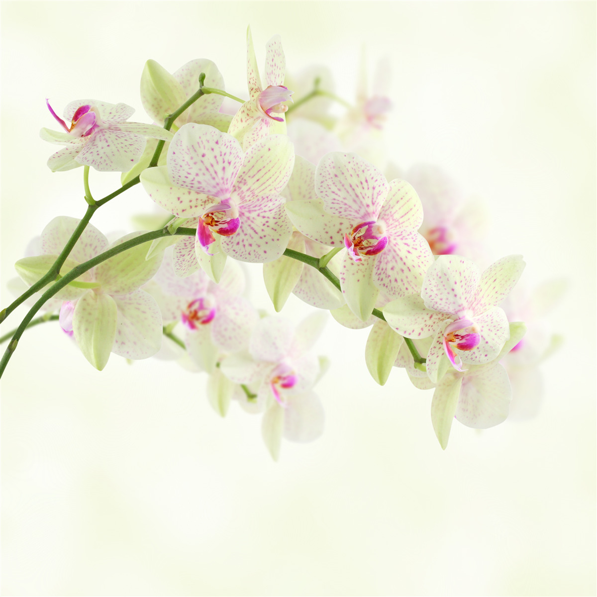 Fototapeta mimoriadne bujné konáre s púčikmi orchidí