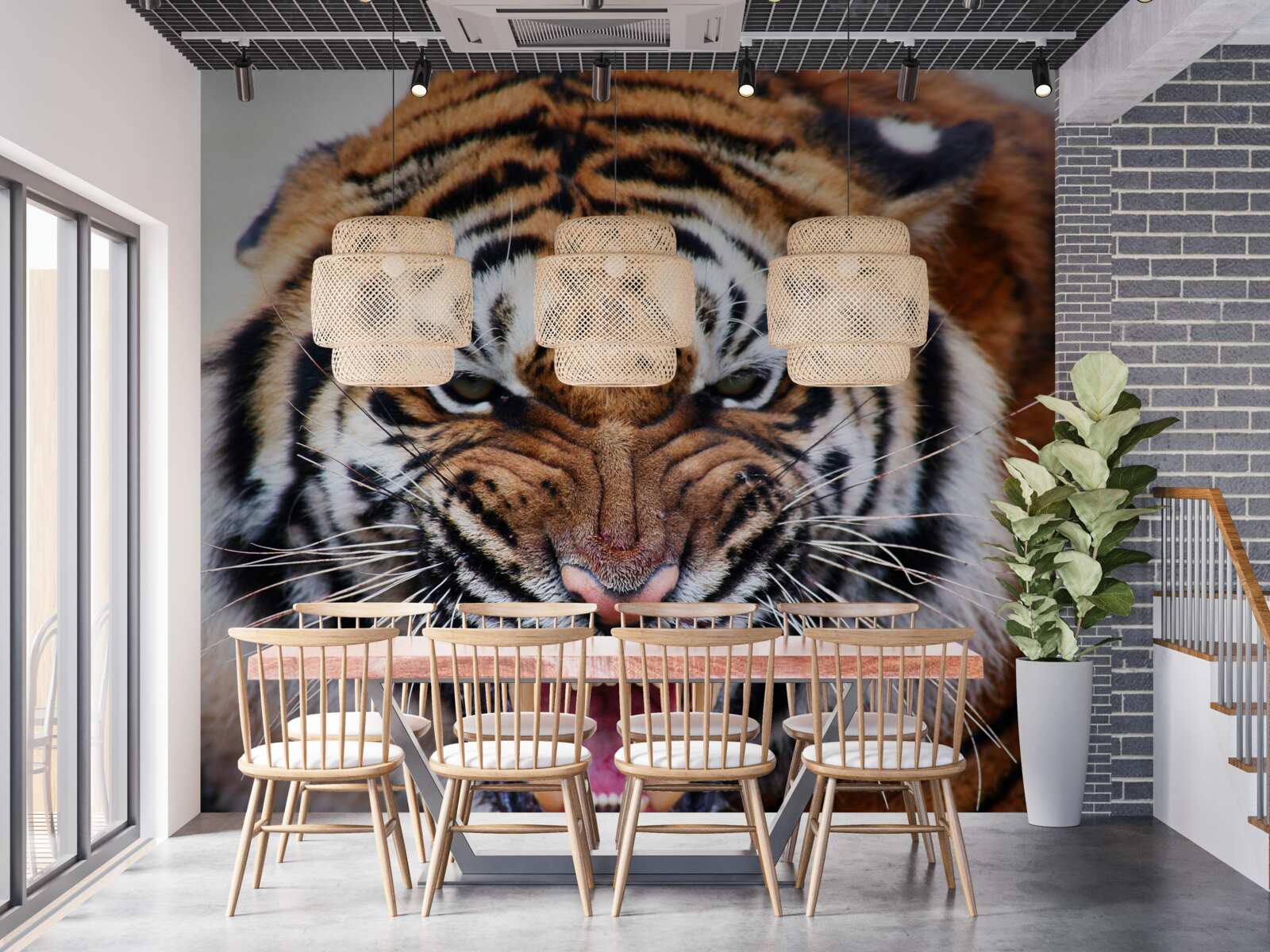 Fototapeta rev nahnevaný dospelý tiger