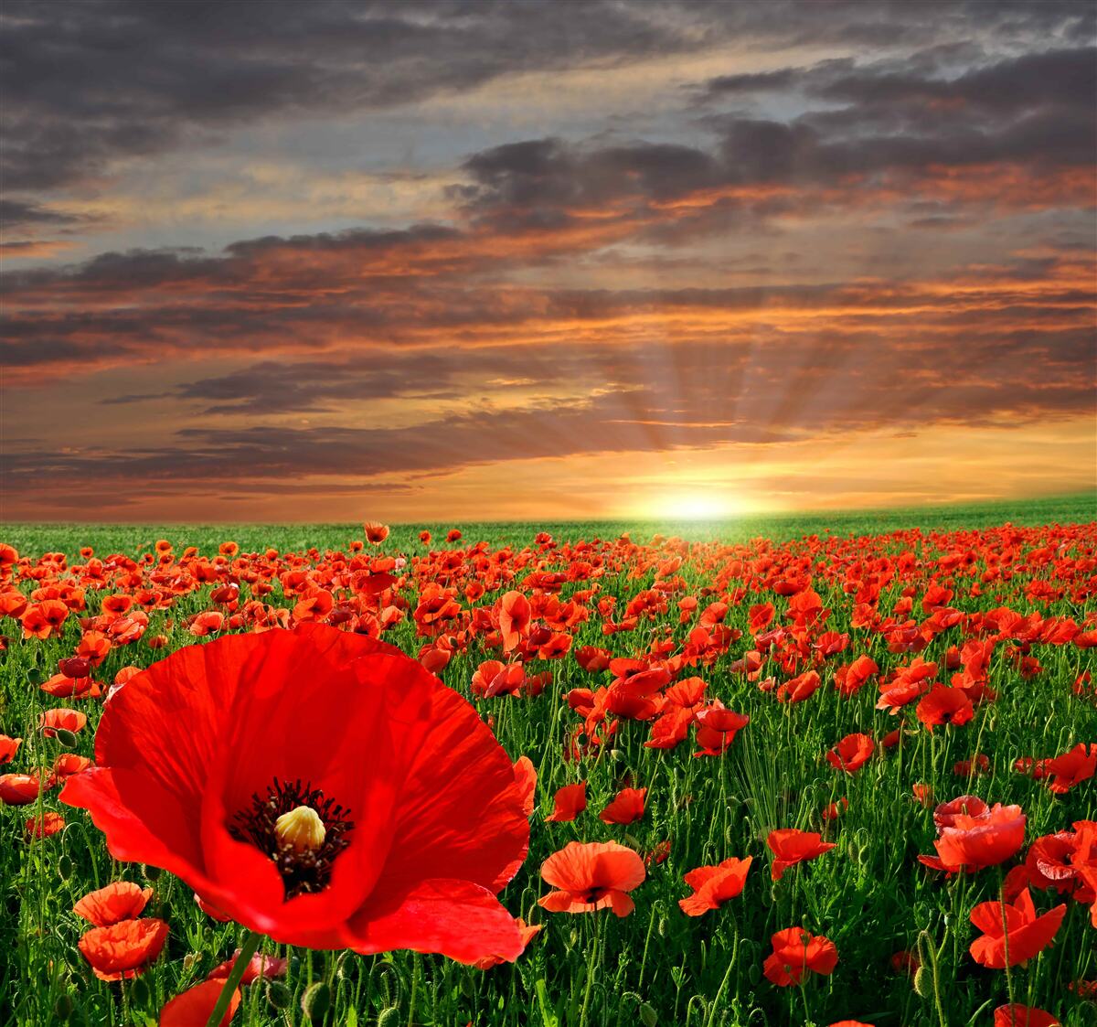 Fototapeta soľ padá na dno polí červených makov